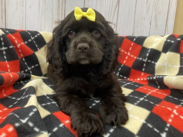 Cocker Spaniel DOG Female Chocolate 20473 Petland Batavia, Illinois