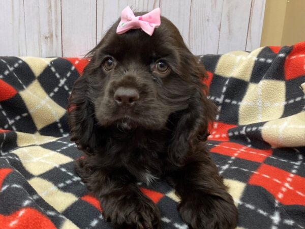 Cocker Spaniel DOG Female Chocolate 20474 Petland Batavia, Illinois