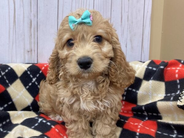 Cock A Poo-DOG-Female-Buff-20475-Petland Batavia, Illinois