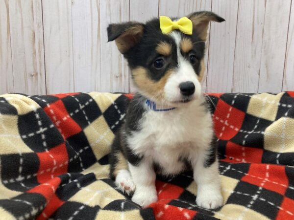 Pembroke Welsh Corgi DOG Female Tri Colored 20478 Petland Batavia, Illinois