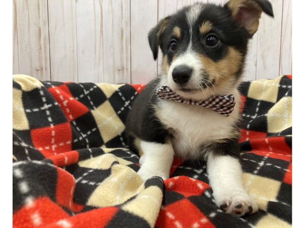 Pembroke Welsh Corgi DOG Male Tri Colored 20477 Petland Batavia, Illinois