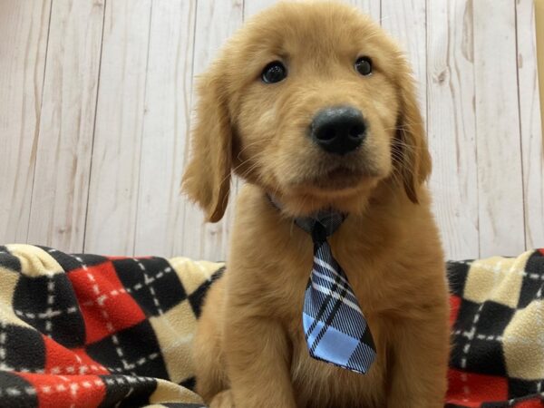 Golden Retriever-DOG-Male-Dark Golden-20476-Petland Batavia, Illinois