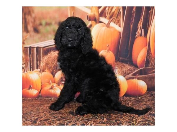 Goldendoodle 2nd Generation DOG Male Black 20503 Petland Batavia, Illinois