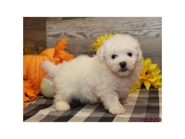 Bichon Frise DOG Male White 12362 Petland Batavia, Illinois