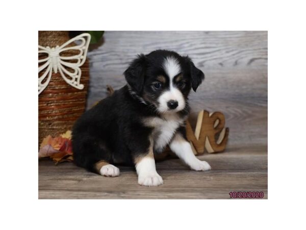 Miniature Australian Shepherd DOG Female Black 12364 Petland Batavia, Illinois