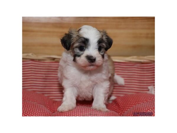 Hava Chon DOG Female Gold / White 12365 Petland Batavia, Illinois