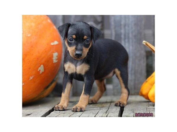 Miniature Pinscher DOG Female Black / Rust 12363 Petland Batavia, Illinois