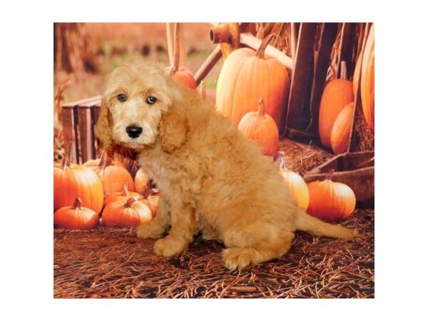 Goldendoodle 2nd Generation DOG Male Golden 12357 Petland Batavia, Illinois