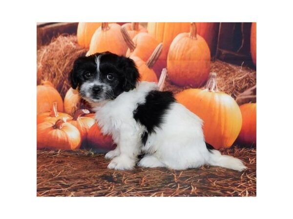 Peke-A-Poo DOG Male Black / White 20495 Petland Batavia, Illinois