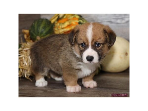 Miniature Australian Shepherd/Pembroke Welsh Corgi DOG Male Red / White 12366 Petland Batavia, Illinois