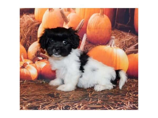 Peke-A-Poo DOG Female Black / White 20500 Petland Batavia, Illinois