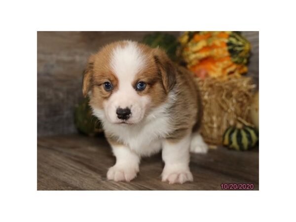 Miniature Australian Shepherd/Pembroke Welsh Corgi-DOG-Male-Red / White-12367-Petland Batavia, Illinois