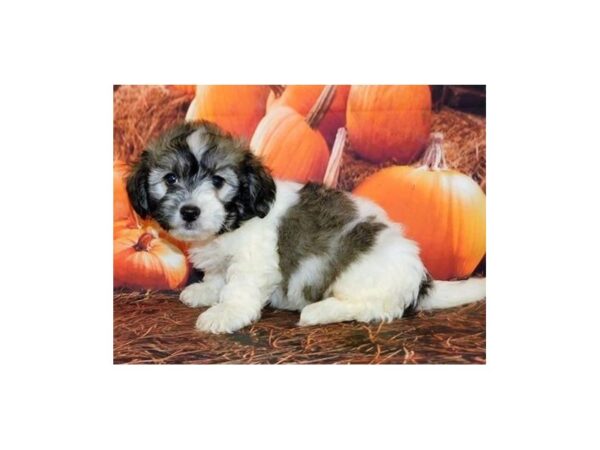Teddy Bear DOG Male Sable / White 20502 Petland Batavia, Illinois