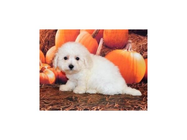 Bichapoo DOG Male White 20501 Petland Batavia, Illinois