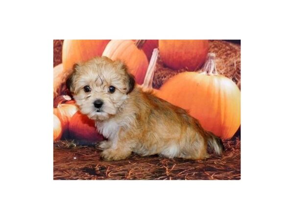 Morkie DOG Female Gold 20497 Petland Batavia, Illinois