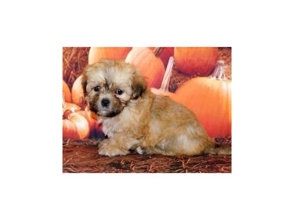 Teddy Bear DOG Male Gold 20494 Petland Batavia, Illinois