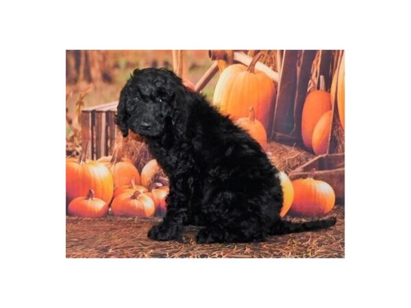 Goldendoodle 2nd Generation DOG Male Black 20493 Petland Batavia, Illinois