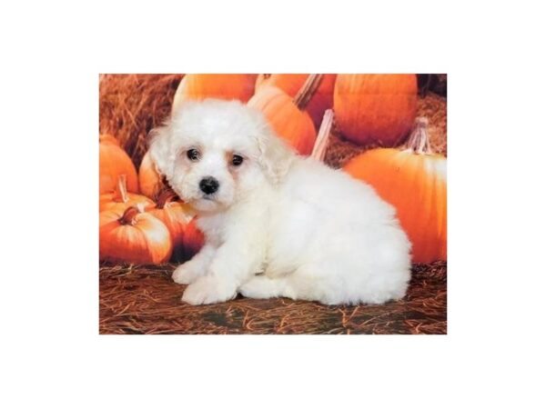 Bichon Poo DOG Male White 20496 Petland Batavia, Illinois