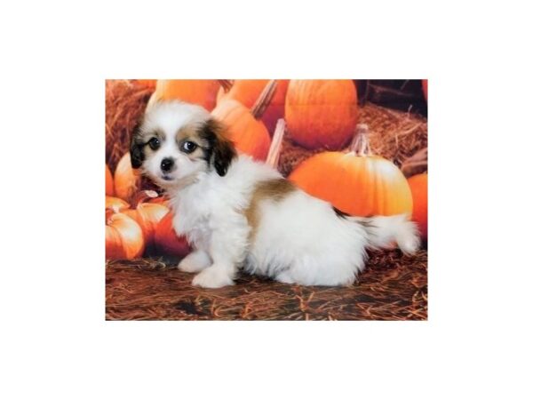 Peke-A-Poo-DOG-Male-White / Gold-12359-Petland Batavia, Illinois