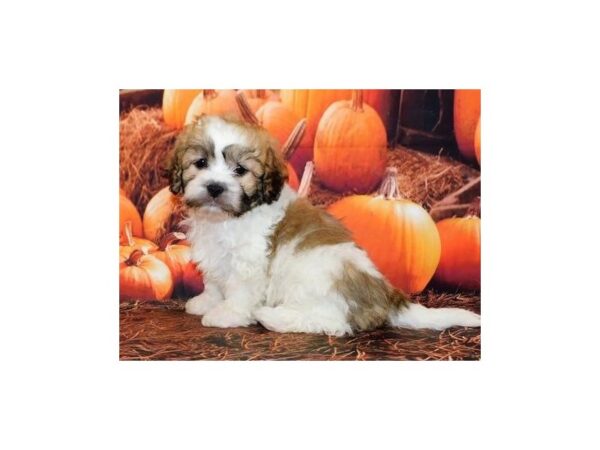 Teddy Bear DOG Male Gold / White 12358 Petland Batavia, Illinois