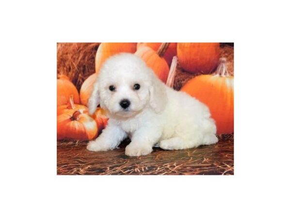 Bichapoo DOG Male White 12360 Petland Batavia, Illinois