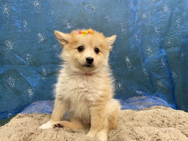 Pomsky DOG Female Red / White 12361 Petland Batavia, Illinois