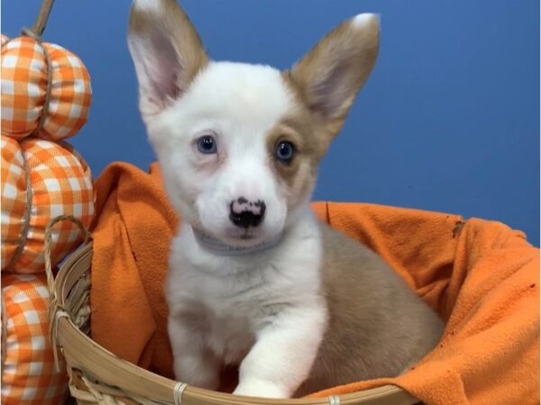 Pembroke Welsh Corgi/Cardigan Welsh Corgi DOG Male Red Merle 20245 Petland Batavia, Illinois