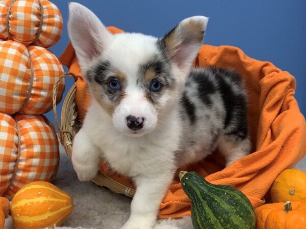 Pembroke Welsh Corgi/Cardigan Welsh Corgi-DOG-Female-Blue Merle-12393-Petland Batavia, Illinois