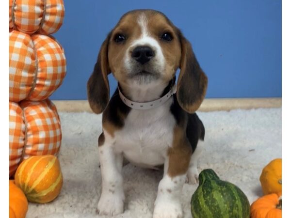 Beagle DOG Male Tri Colored 20248 Petland Batavia, Illinois
