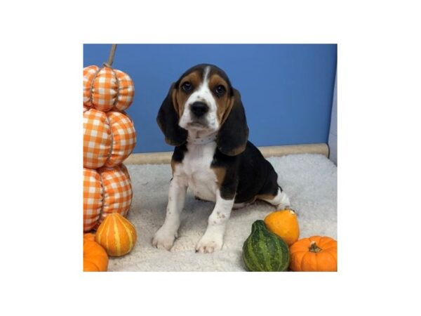 Beagle DOG Male Tri Colored 12392 Petland Batavia, Illinois