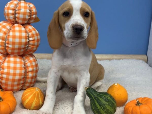 Beagle DOG Male Lemon and White 12391 Petland Batavia, Illinois