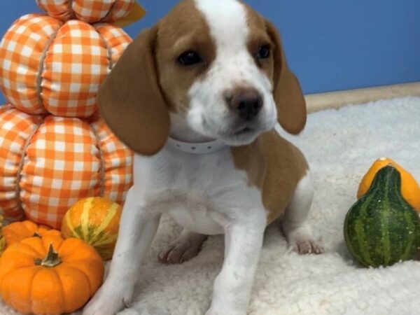 Beagle DOG Female Lemon and White 20511 Petland Batavia, Illinois