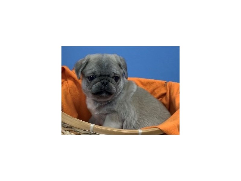 Pug Puppy Chinchilla ID:12394 Located at Petland Batavia, Illinois