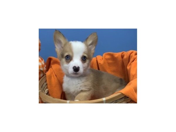 Pembroke Welsh Corgi/Cardigan Welsh Corgi-DOG-Male-Red Merle-20513-Petland Batavia, Illinois