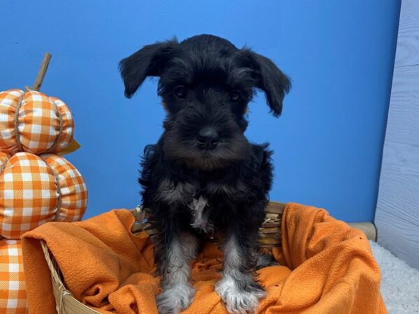 Miniature Schnauzer DOG Female Black and Silver 20232 Petland Batavia, Illinois