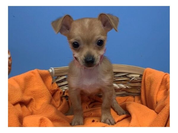 Chorkie-DOG-Female-Red Sable-20211-Petland Batavia, Illinois