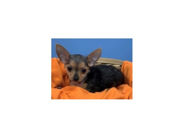 Chorkie-DOG-Female-Black / Gold-20210-Petland Batavia, Illinois