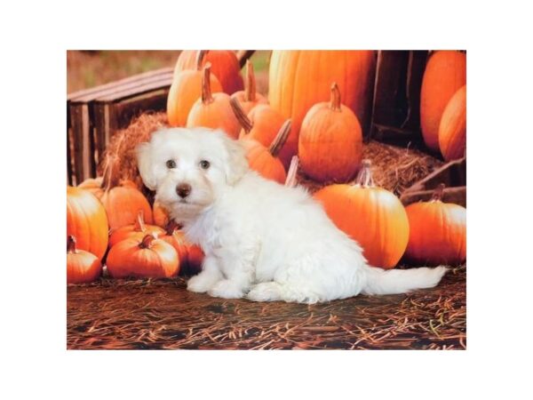 Havachon DOG Male Cream 20256 Petland Batavia, Illinois