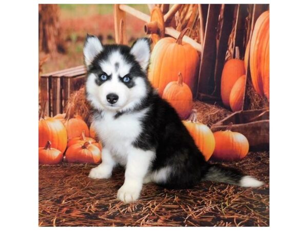 Siberian Husky DOG Male Black / White 20507 Petland Batavia, Illinois