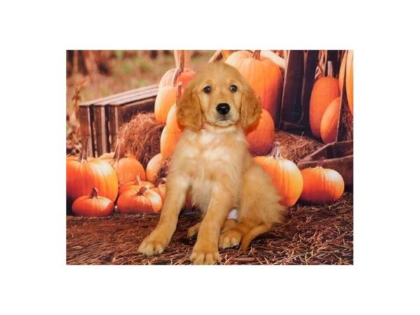 Golden Retriever DOG Male Golden 20254 Petland Batavia, Illinois