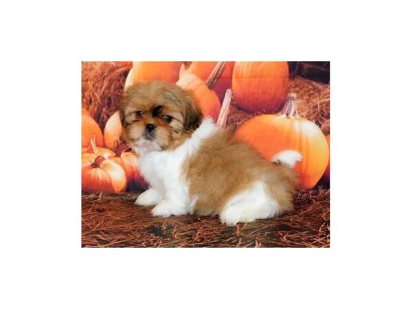 Shih-Peke-DOG-Female-White / Gold-20258-Petland Batavia, Illinois