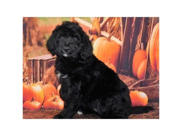 Bernedoodle-DOG-Male-Black-20257-Petland Batavia, Illinois
