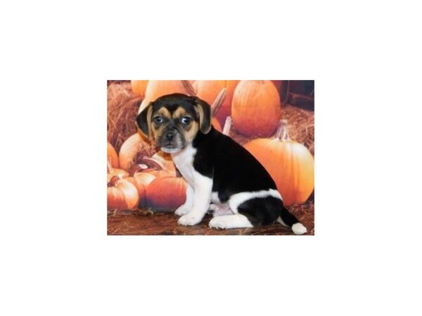 Puggle DOG Male Black White / Tan 20508 Petland Batavia, Illinois