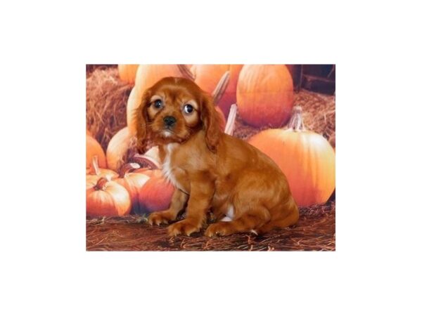 Cavalier King Charles Spaniel DOG Male Ruby 20504 Petland Batavia, Illinois