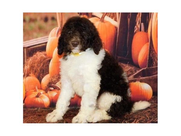 Standard Poodle DOG Male Chocolate / White 20506 Petland Batavia, Illinois