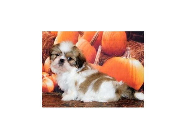 Shih-Peke-DOG-Female-White / Gold-20510-Petland Batavia, Illinois