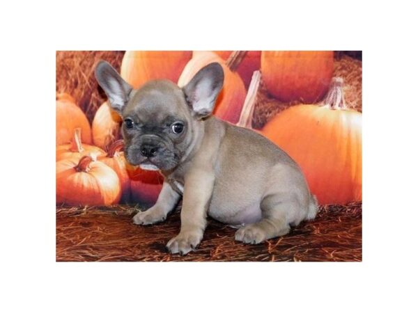 French Bulldog DOG Male Blue Fawn 20505 Petland Batavia, Illinois