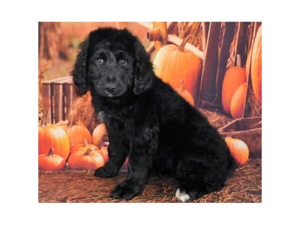 Bernedoodle-DOG-Female-Black-20509-Petland Batavia, Illinois
