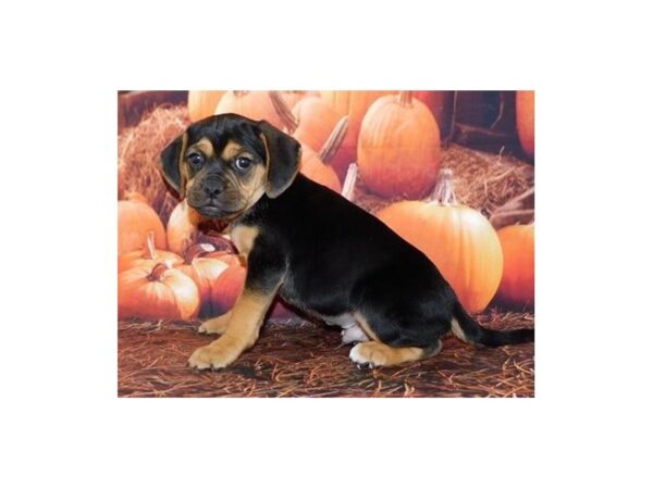 Puggle DOG Male Black / Tan 12372 Petland Batavia, Illinois