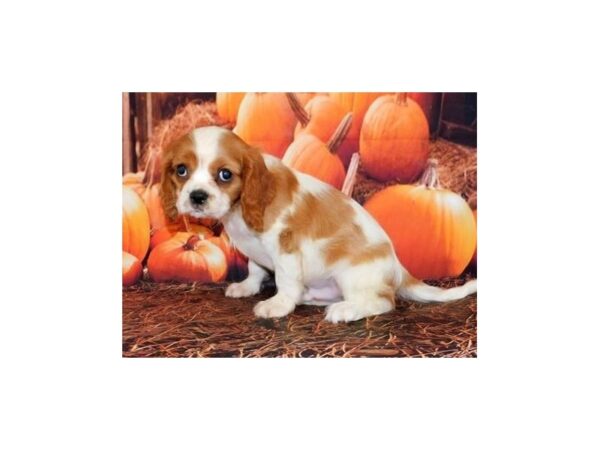 Cavalier King Charles Spaniel DOG Male Blenheim 12368 Petland Batavia, Illinois